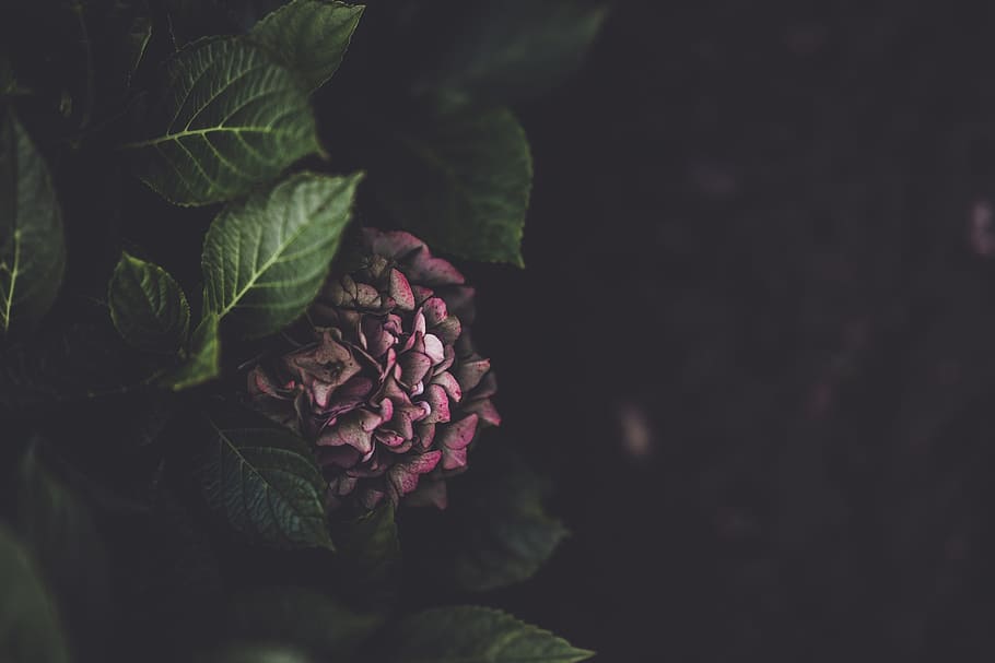 selective focus photography of pink hydrangea flower, landscape orientation, HD wallpaper