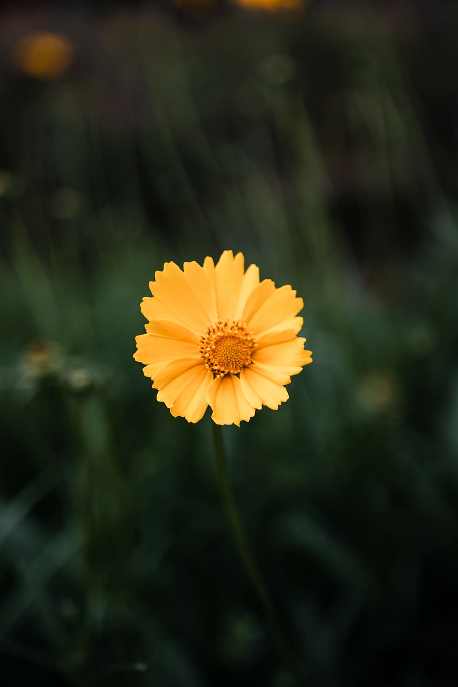 flower, flowering plant, vulnerability, fragility, yellow, flower head HD wallpaper