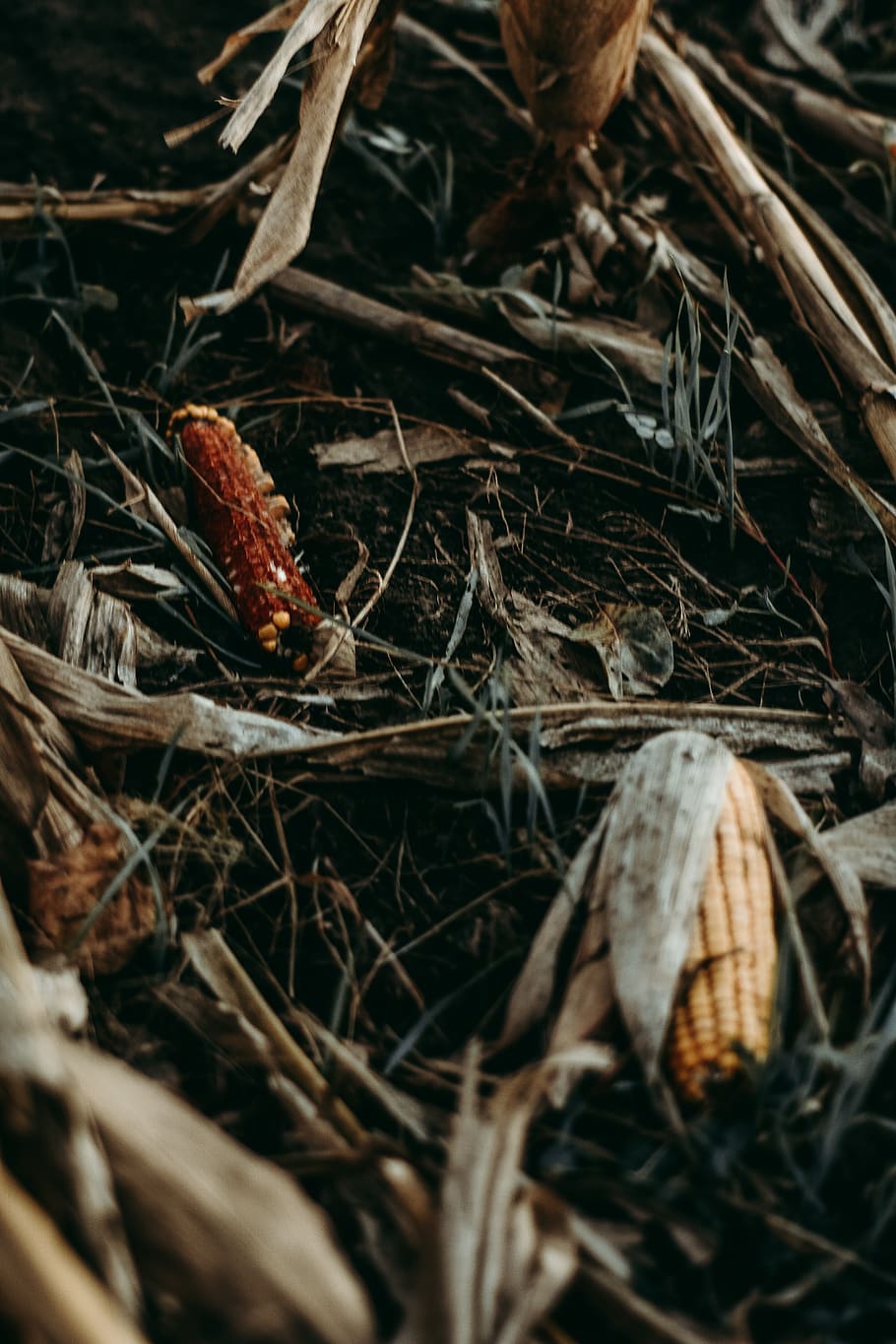 brown corns, food, vegetable, produce, plant, grain, flora, animal HD wallpaper