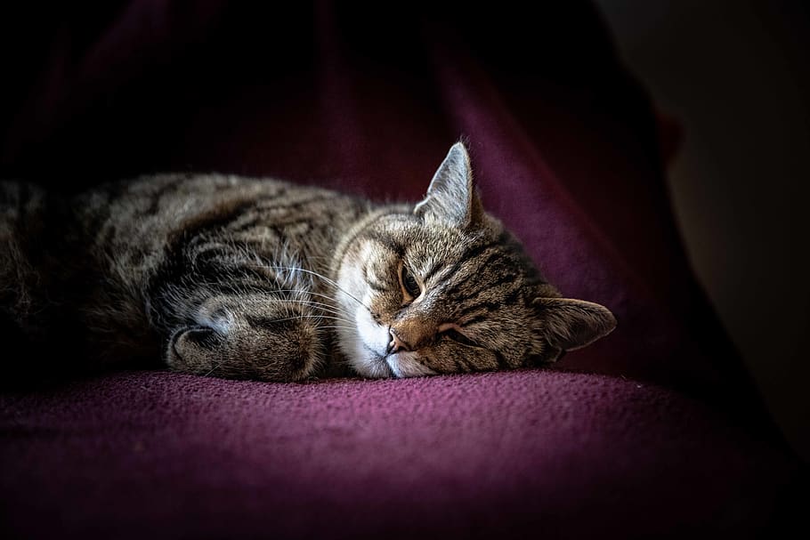 brown tabby cat on purple textile, mammal, animal, pet, manx, HD wallpaper