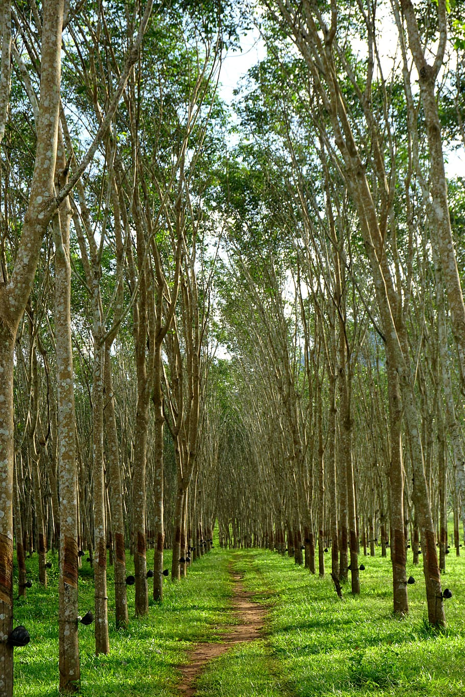rubber tree, rubber trees, latex, plantation, kanchanaburi, HD wallpaper