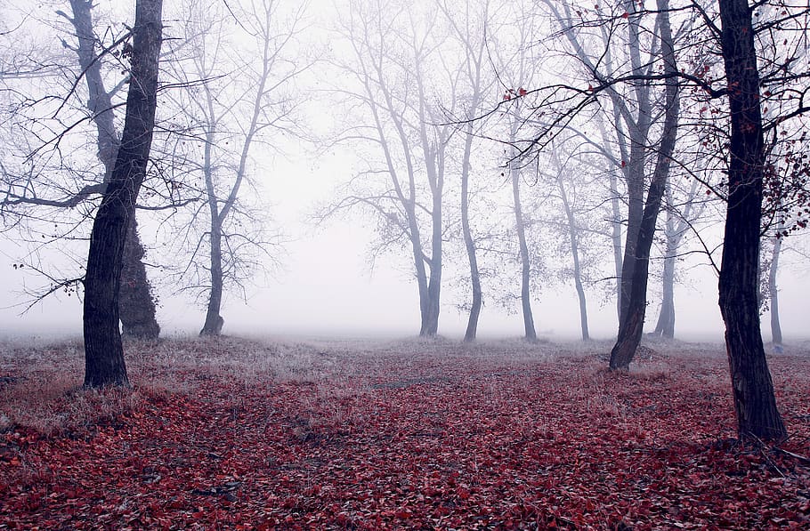Black Trees, branches, daylight, environment, fog, foggy, landscape HD wallpaper