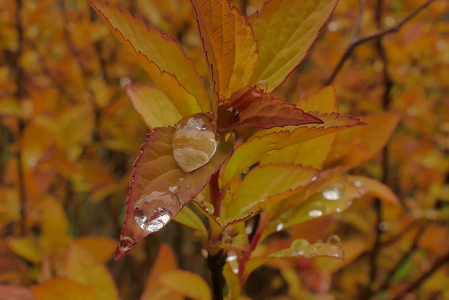 dew, rain, drop, water, garden, leaf, autumn, plant part, close-up HD wallpaper