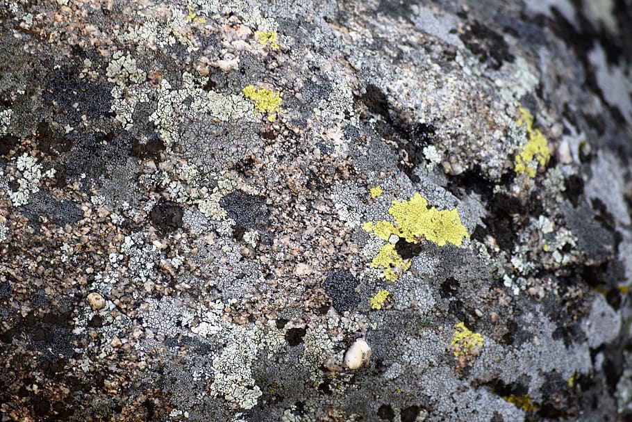 rock, exappiah, textured, lichen, rough, full frame, backgrounds HD wallpaper