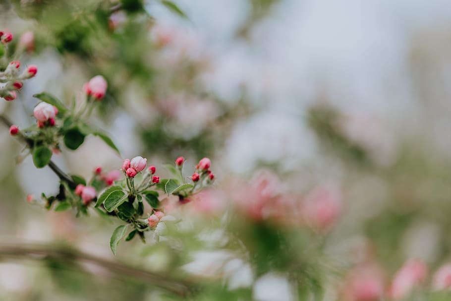 A blooming apple trees in spring, flowers, garden, green, pink