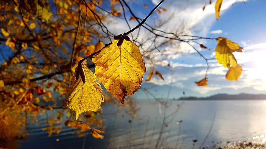 autumn, leaf, yellow, hazelnut, lake, chiemsee, alpine, change HD wallpaper
