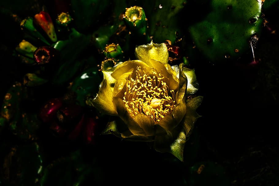 flower, flowering plant, flower head, vulnerability, petal HD wallpaper