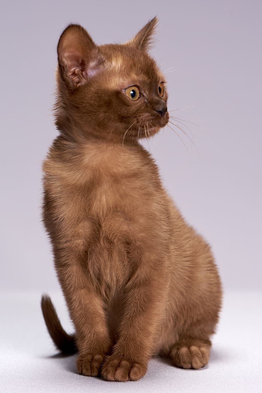 cute, cat, animals, pet, young, kitten, pets, animal themes HD wallpaper