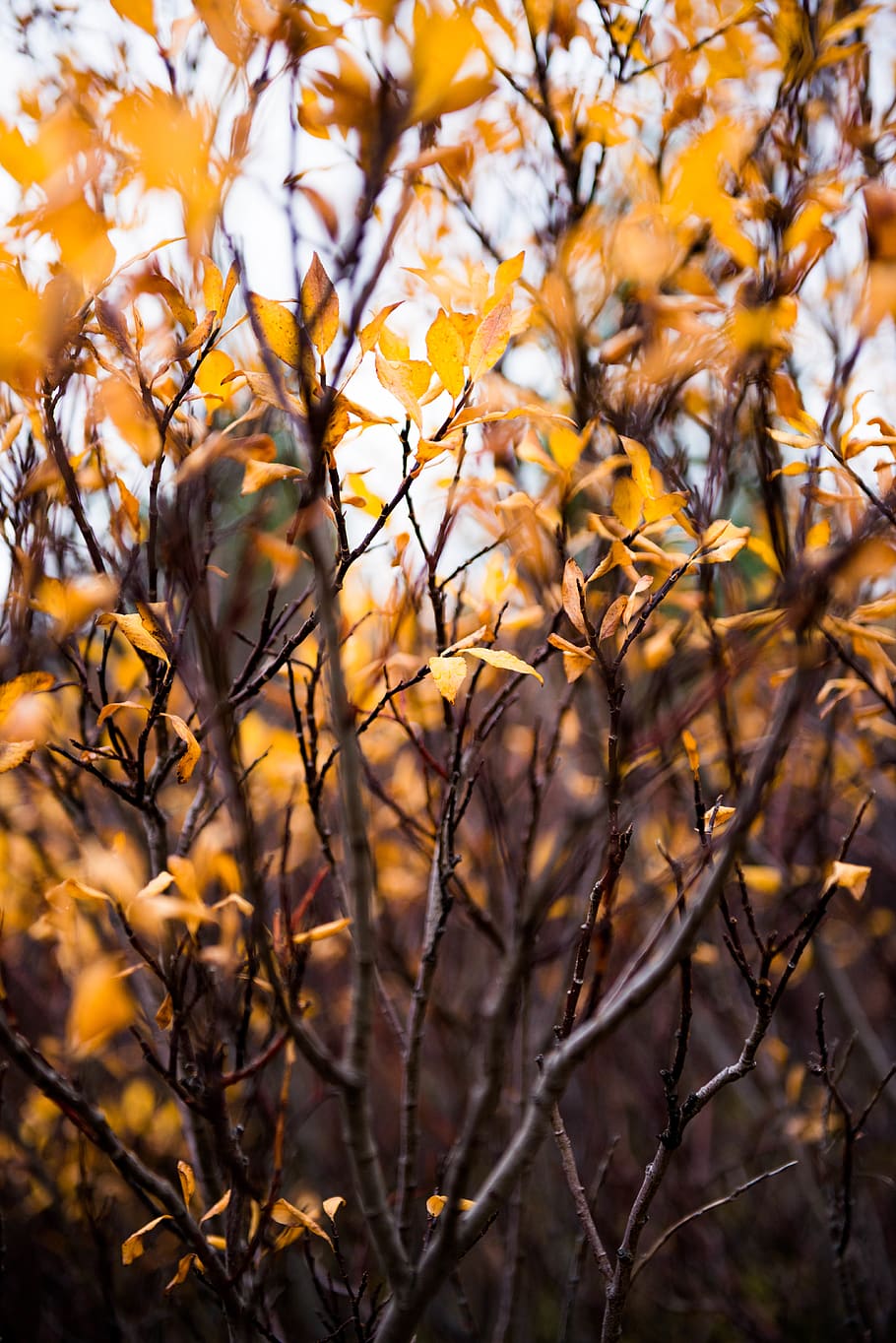 yellow leaves tree, leaf, plant, iceland, maple, sunlight, flower HD wallpaper