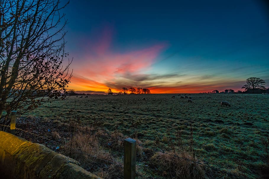 Photography of Sunset over Green Grass Field, animals, clouds HD wallpaper