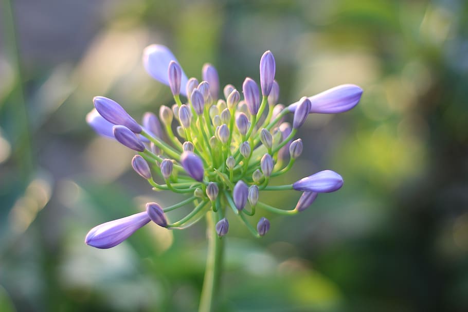 nature, flowering plant, fragility, vulnerability, freshness HD wallpaper