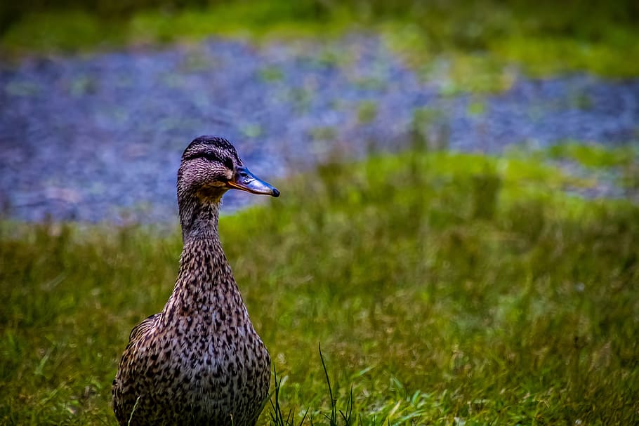 duck, pride, water, nature, water bird, plumage, animal, waters HD wallpaper