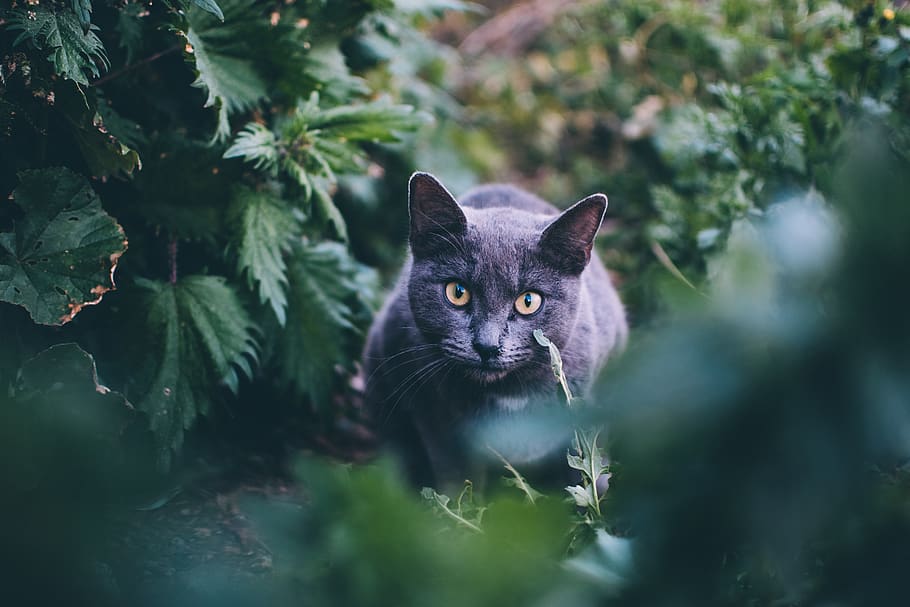 grey short fur cat in the bushes, mammal, pet, animal, plant