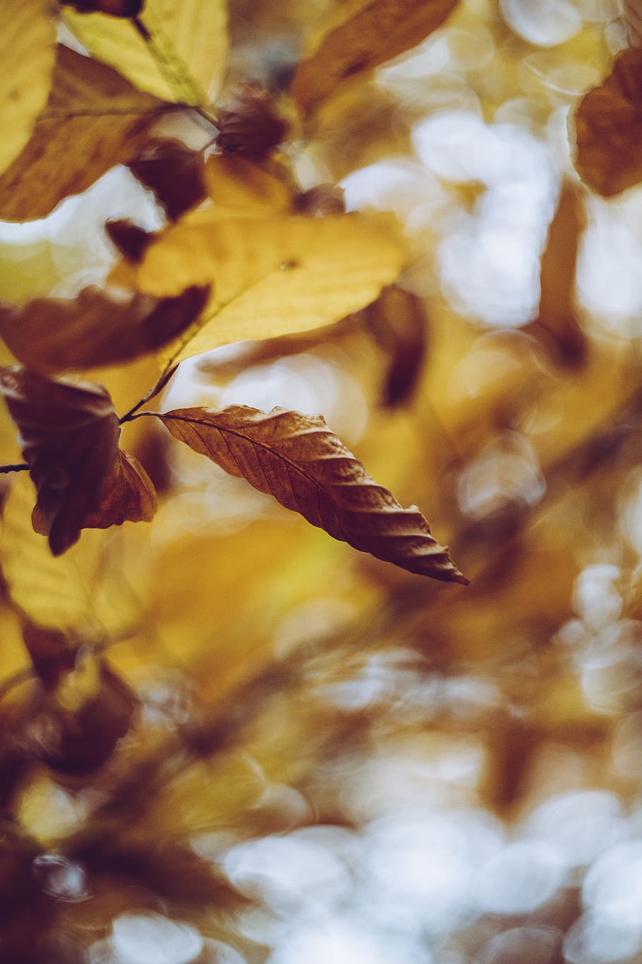 brown leaf, plant, veins, light, fruit, food, pineapple, flower HD wallpaper