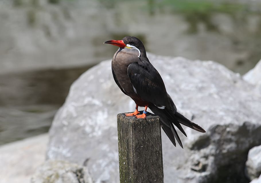 bird, post, rock, waterfowl, zoo, planckendael, beak, animal wildlife HD wallpaper