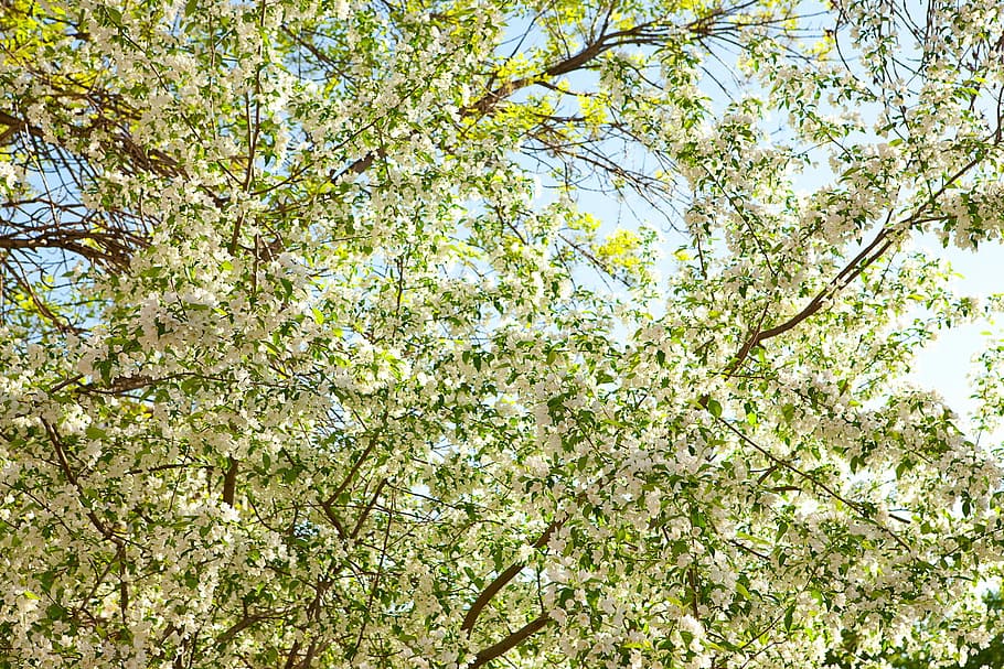beautiful, blossom, bright, bunch, closeup, detail, flora, floral HD wallpaper