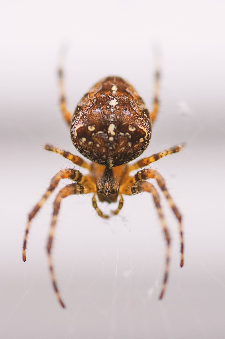 spider, orb weaver, arachnid, macro, one animal, animal themes HD wallpaper