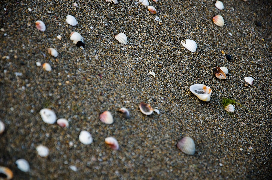 iran, nowshahr, sand, land, beach, nature, shell, selective focus HD wallpaper