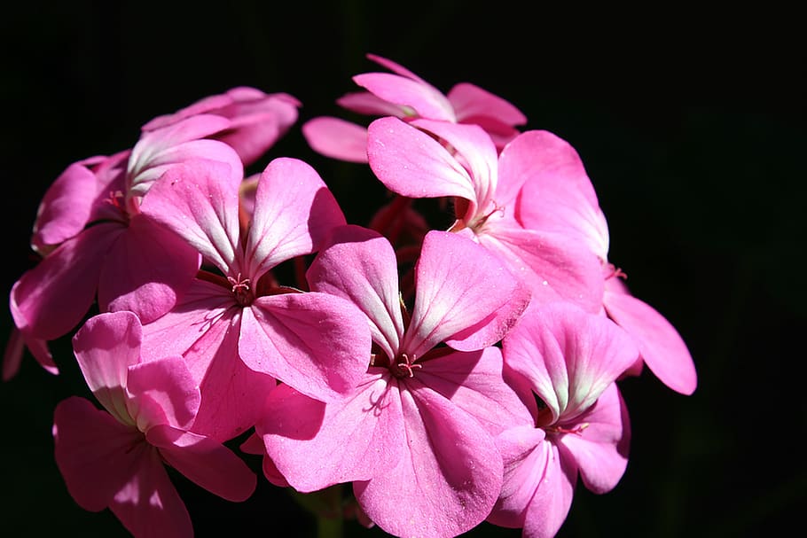flower, pink, dark, background, nature, bloom, blossom, garden HD wallpaper