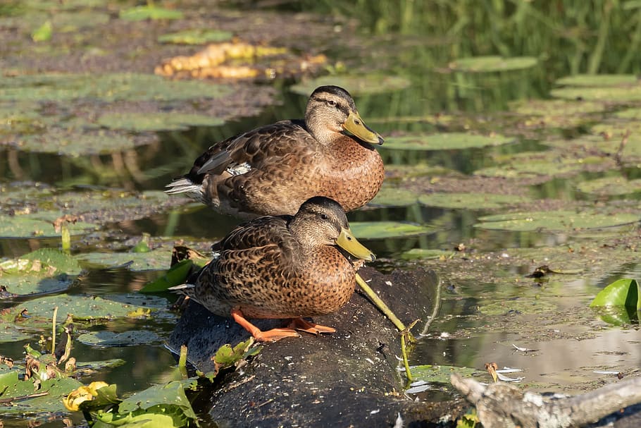 mallards, bird, lake, spring lake, nature, animal, nature conservation HD wallpaper