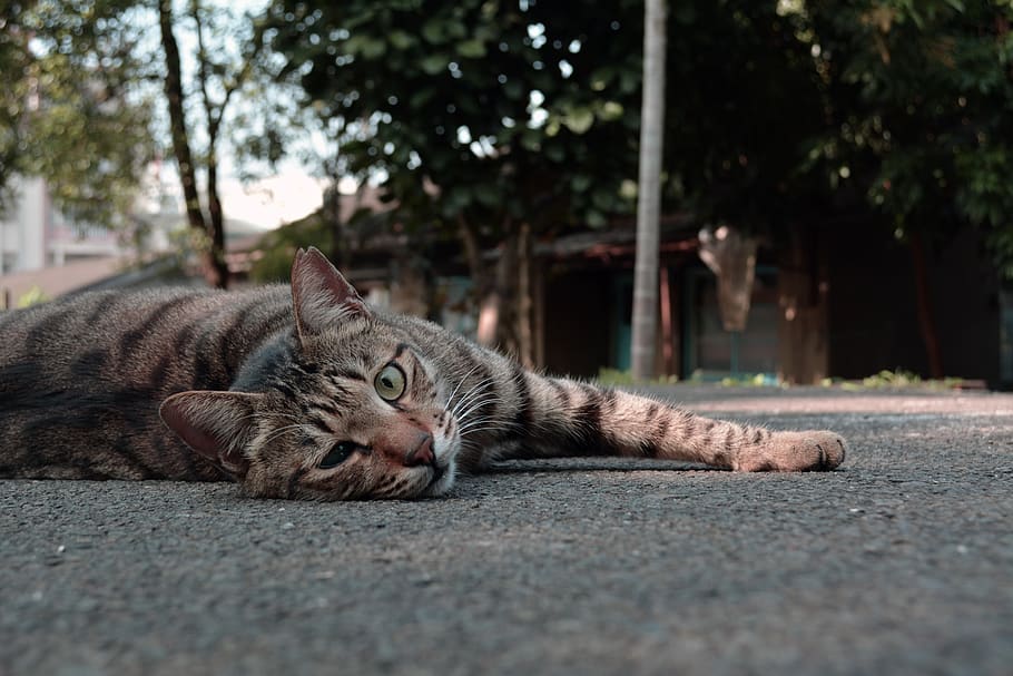 cat, lay, the wildcats, domestic cat, feline, pets, domestic animals HD wallpaper