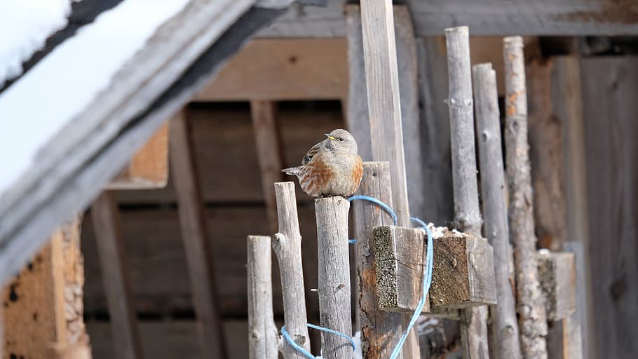 austria, fiss, animal themes, animal wildlife, one animal, bird HD wallpaper