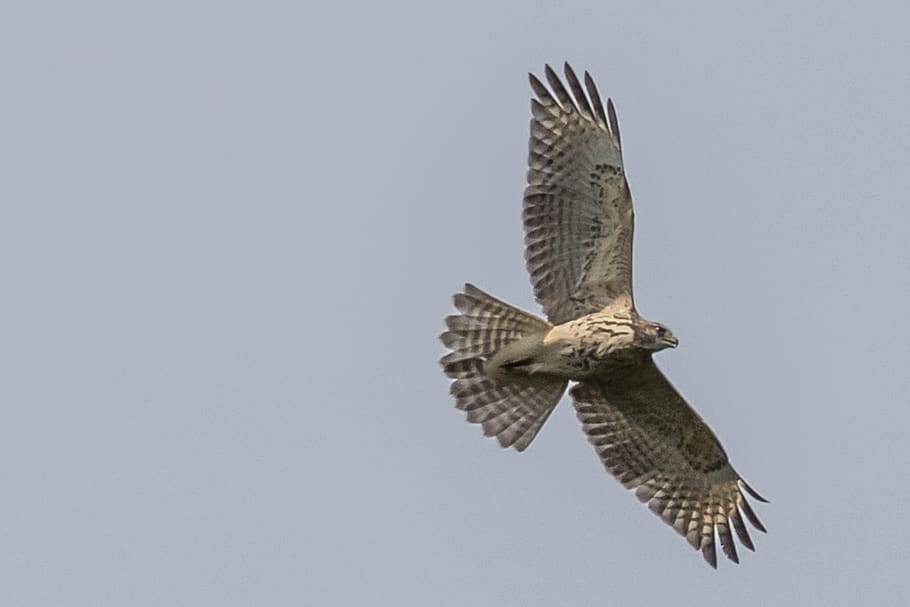 usa, nj, red tail hawk, birding, bird of prey, 10-07-18, flying HD wallpaper