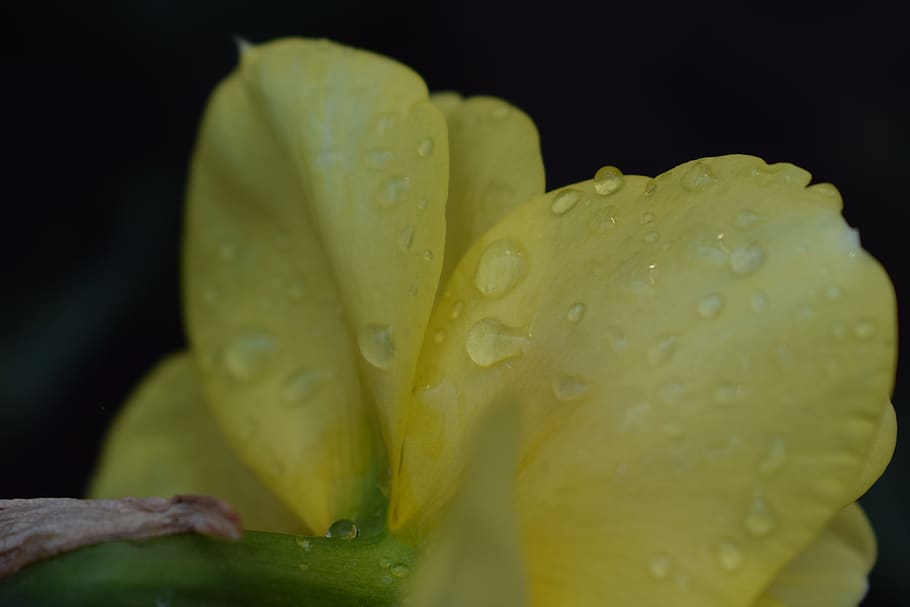 daffodil, spring, blooms at, flower, nature, yellow, rain, drop HD wallpaper