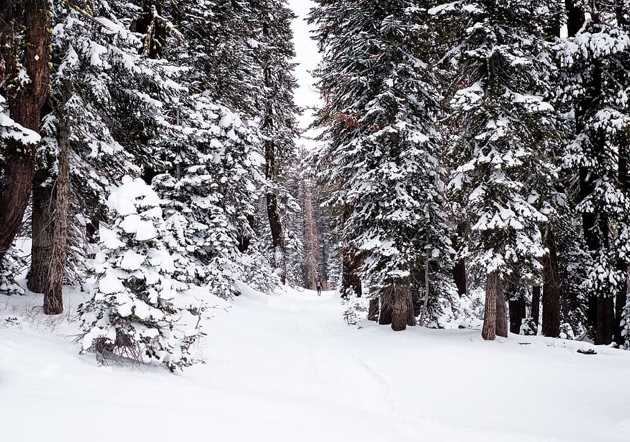 trees, plants, nature, snow, winter, cold, weather, cold temperature HD wallpaper