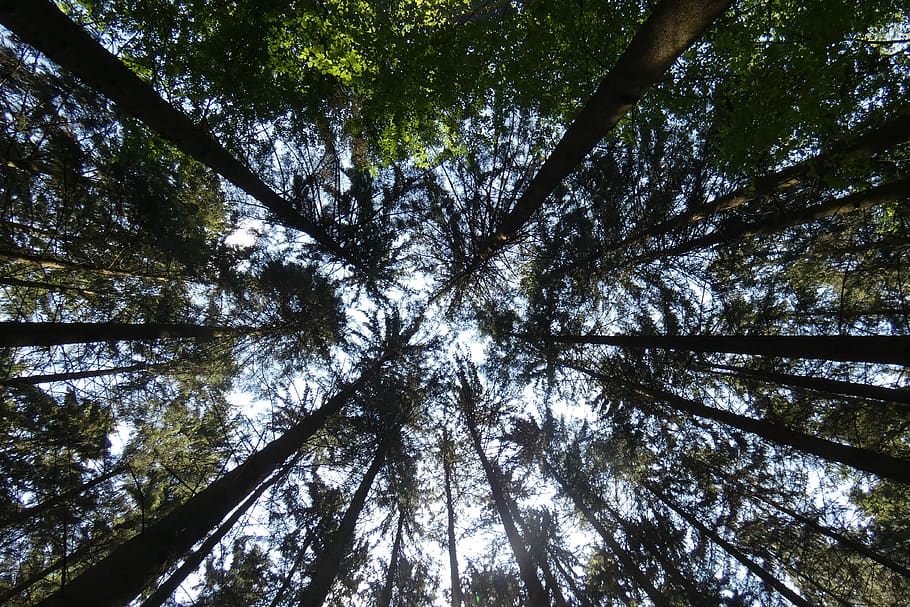 forest, sky, trees, woods, wilderness, nature, summer, green HD wallpaper