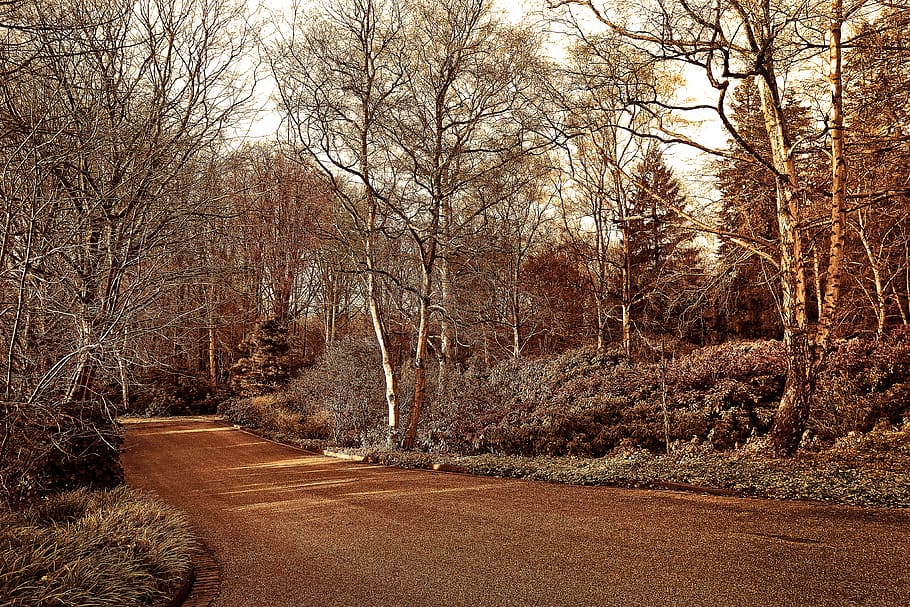 lane, park, landscape, tree, shrub, design, scenic, winter trees HD wallpaper