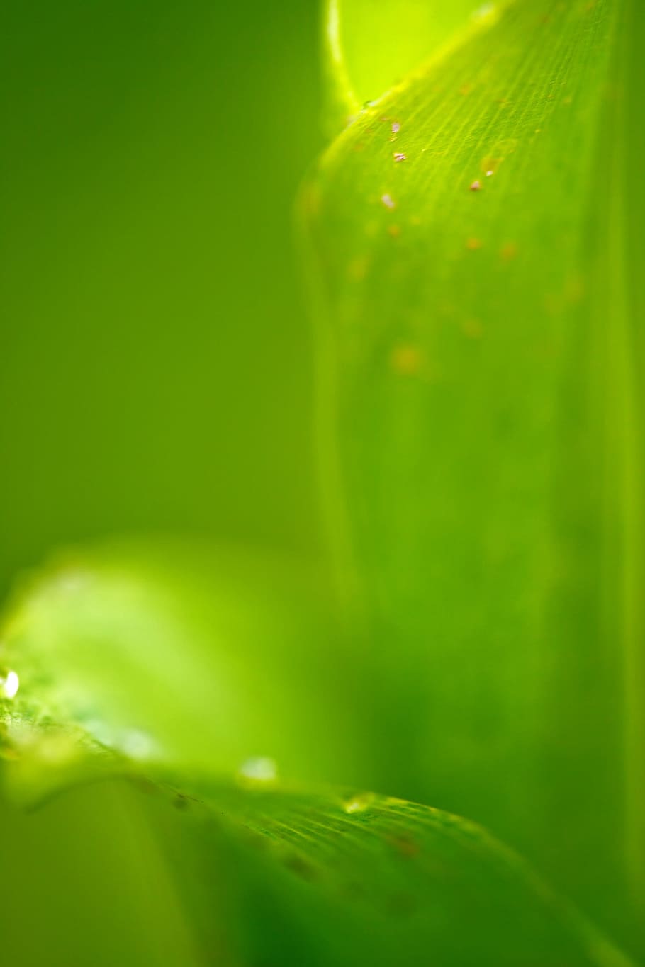 abstract, background, blur, bright, eco, ecology, fresh, green HD wallpaper
