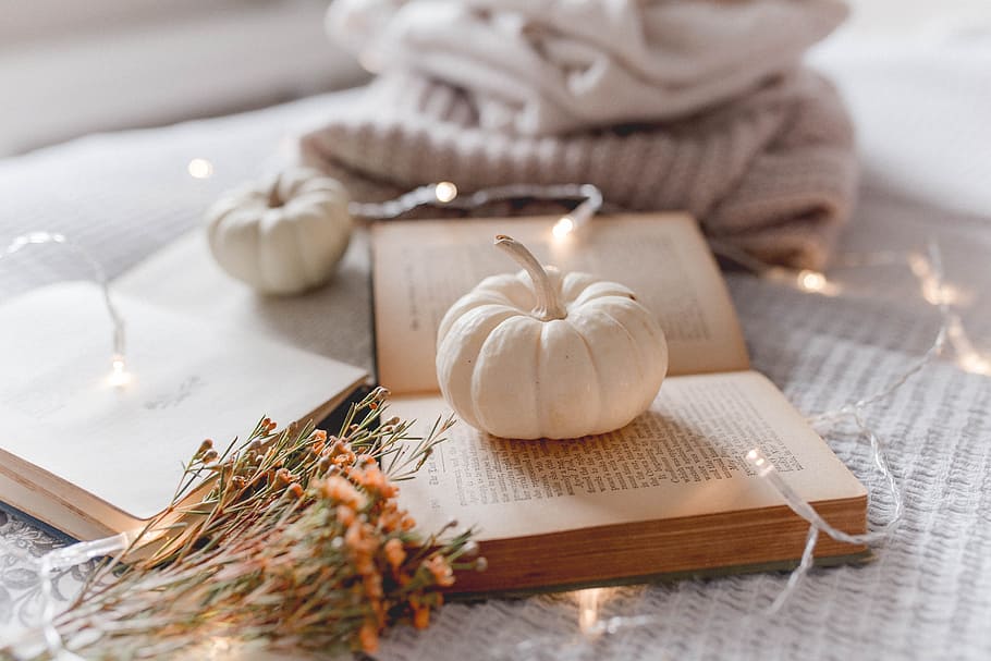 onion bulb on open book, fairy light, flower, decor, lyfestyle HD wallpaper