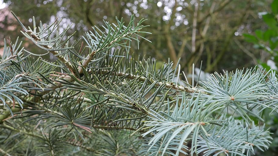 fir tree, green, winter, plant, growth, green color, focus on foreground HD wallpaper