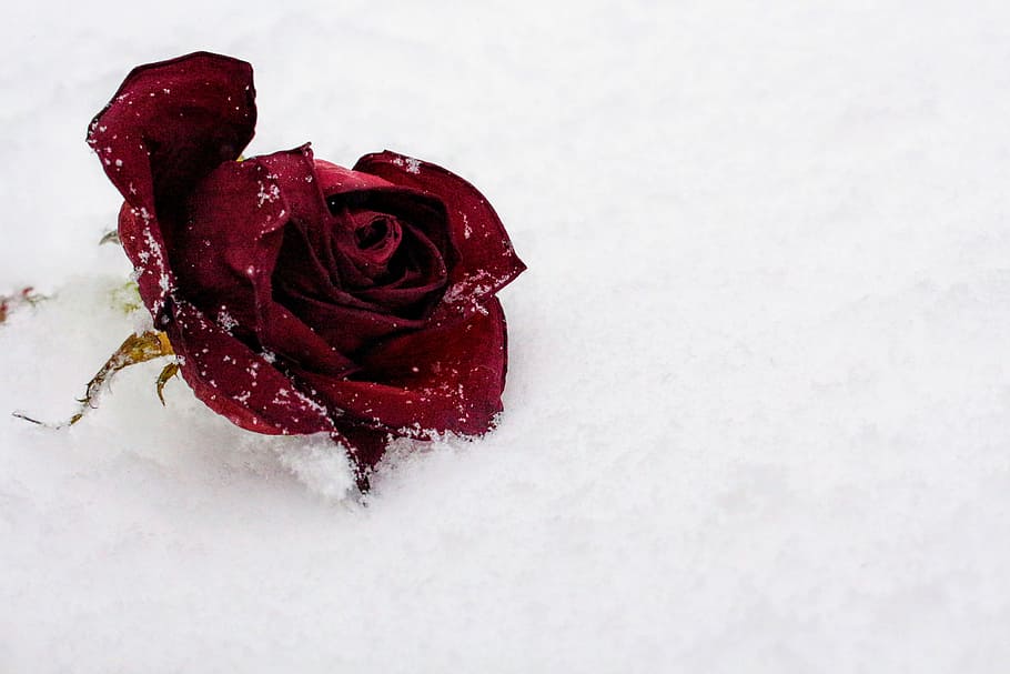 Red Rose On Snow, bloom, blossom, cold, flora, flower, frost HD wallpaper