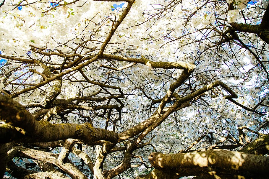 tree, branch, plant, nature, low angle view, day, tranquility HD wallpaper
