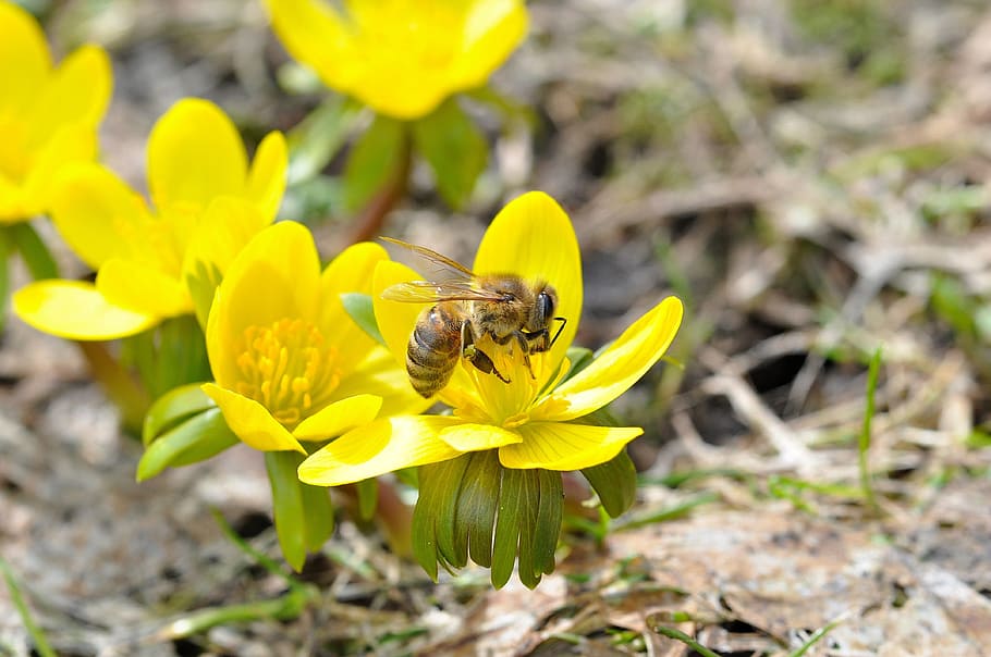 flower, linge, fresh, freshness, nature, yellow, flowering plant HD wallpaper
