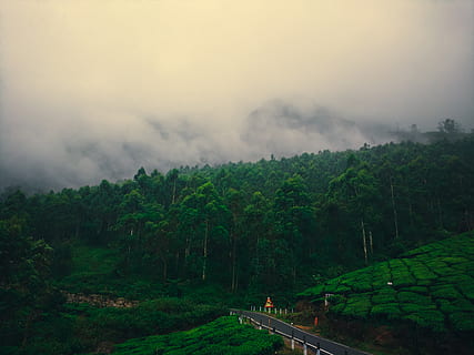 india, munnar, pines, trees, tea, tea leaf, kerala, hills, mountains HD wallpaper