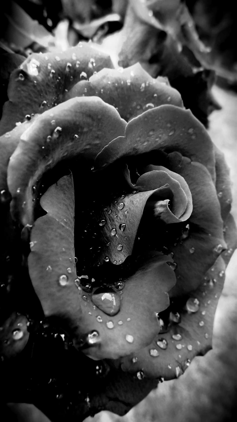 Roses Black and White Wallpaper - Happywall