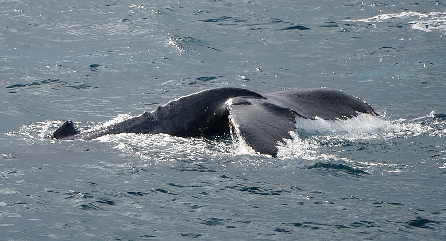 humpback, whale, blue, ocean, nature, mammal, sea, wildlife marine HD wallpaper