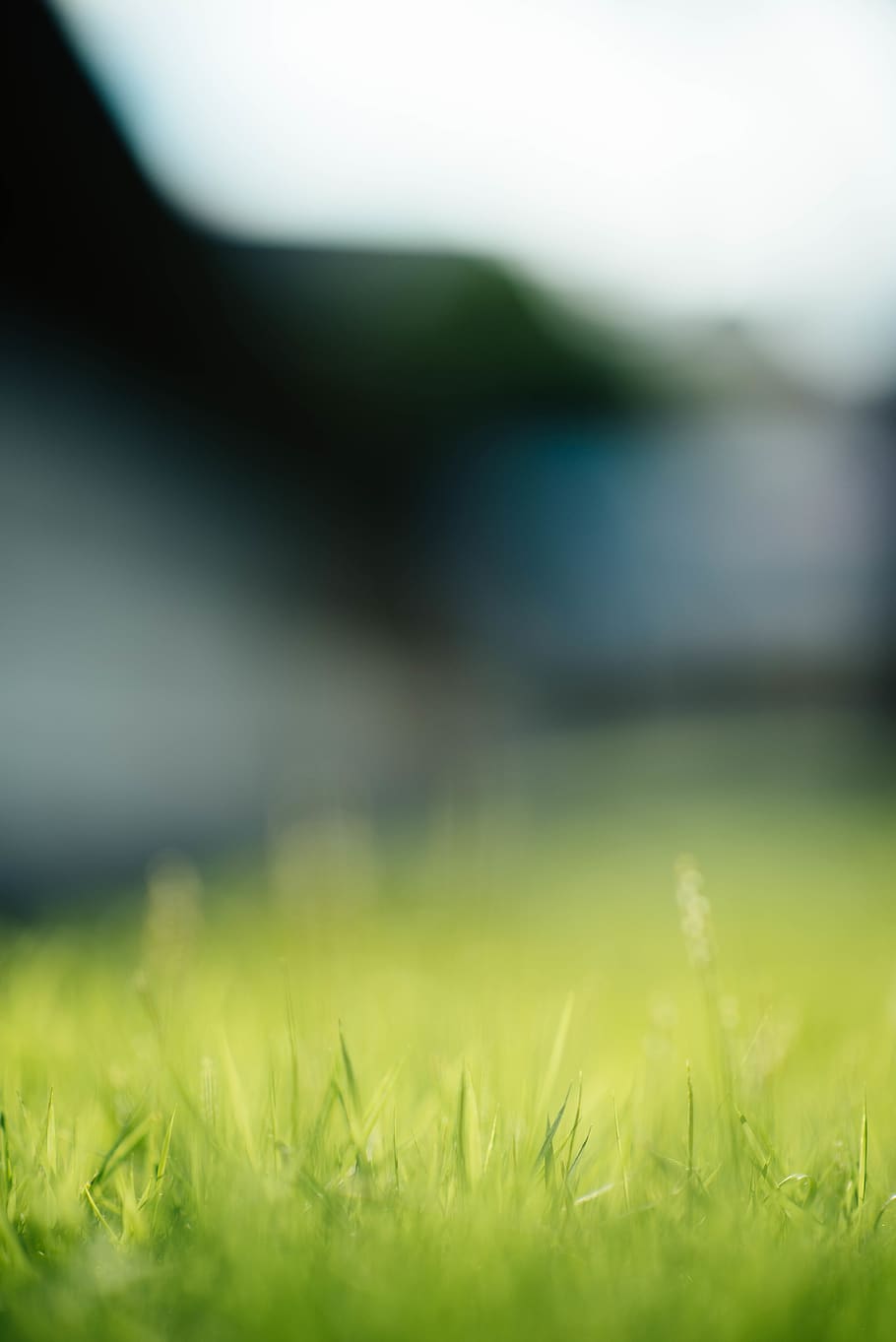 HD wallpaper: grass, flora, plant, blur, green, bokeh, field, lawn, nature  | Wallpaper Flare