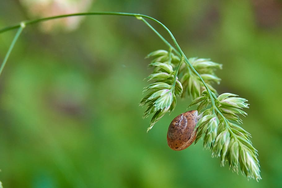 shell, plant, snail, slowly, close up, snails, leaf, macro HD wallpaper
