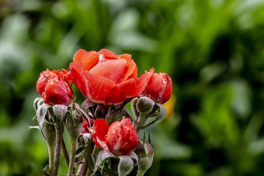 roses, flowers, nature, spring, romantic, garden, beauty, summer HD wallpaper