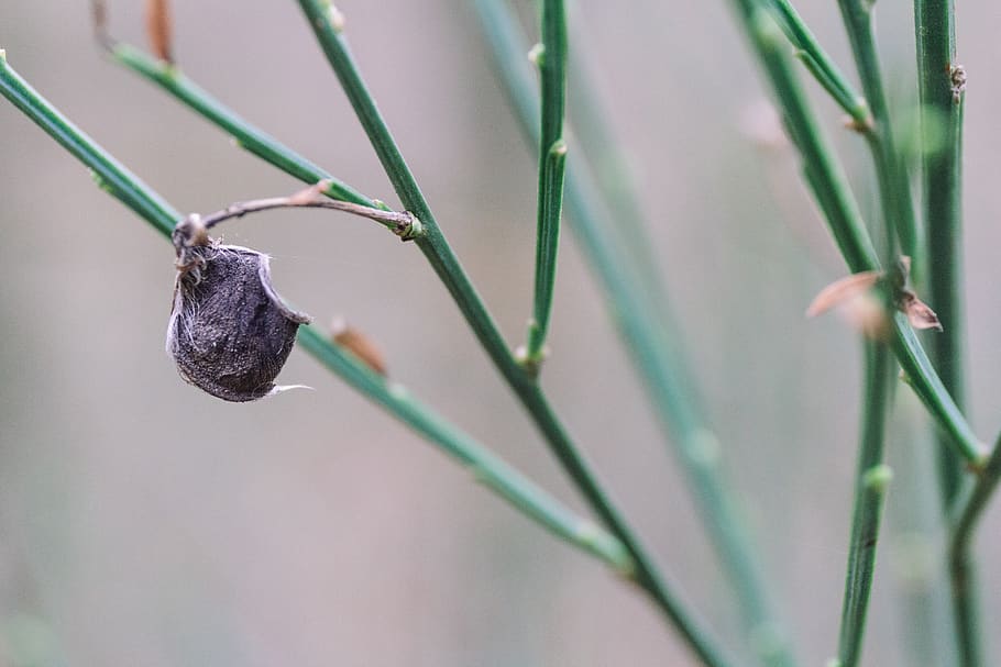macro, nature, bokeh, green, plant, growth, focus on foreground HD wallpaper