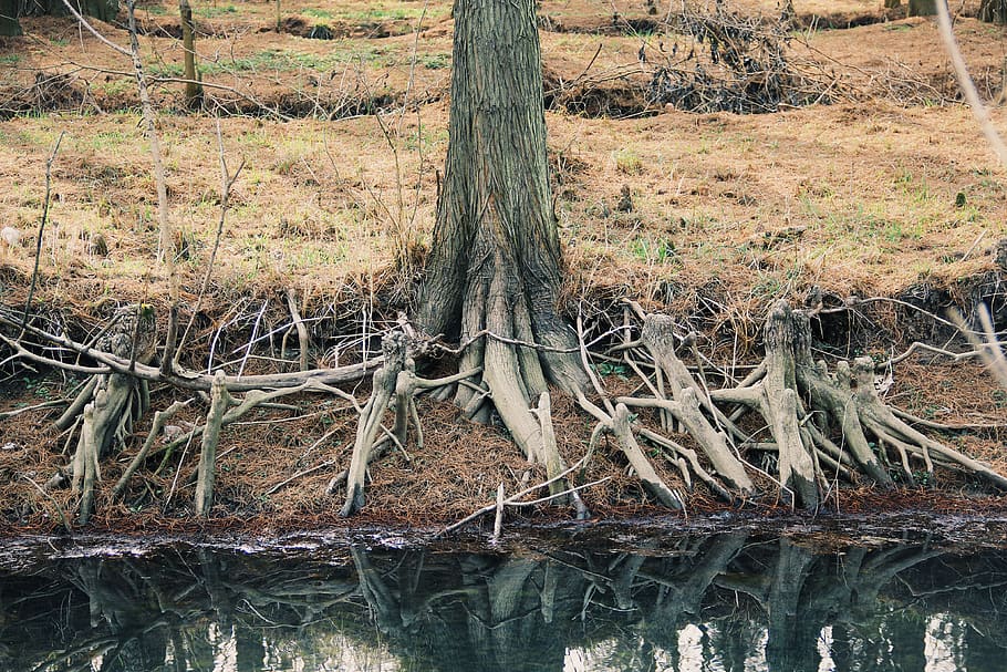 trees, roots, plant, land, tranquility, forest, no people, water HD wallpaper