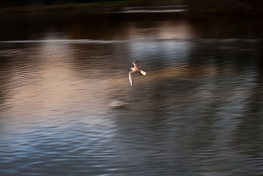 seagull, flying, panning, bird, flight, water, dom, animal HD wallpaper