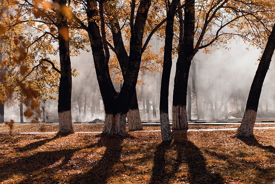 During the fall. Ноябрь туман. Ноябрь листопад. Туманная осень архитектура. Осенний лес свет через листву.