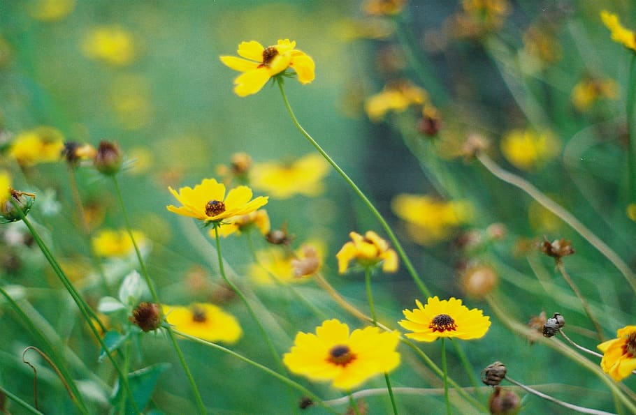 flower, daisy, flowering plant, yellow, freshness, fragility HD wallpaper
