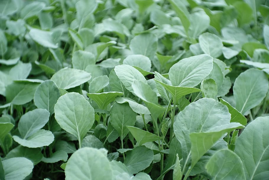 green, leaf, plant part, green color, growth, freshness, vegetable HD wallpaper