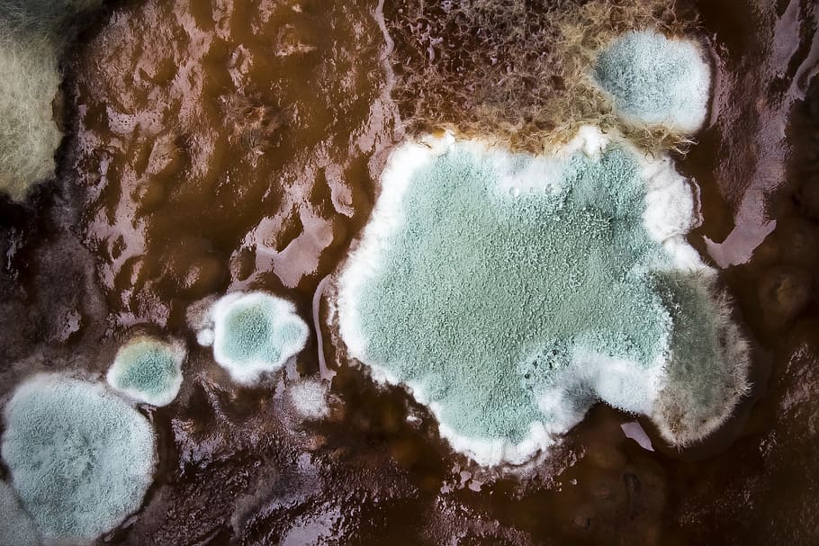 mold, harmful mold, structure, spores, schimmelpilz, food, corrupted HD wallpaper